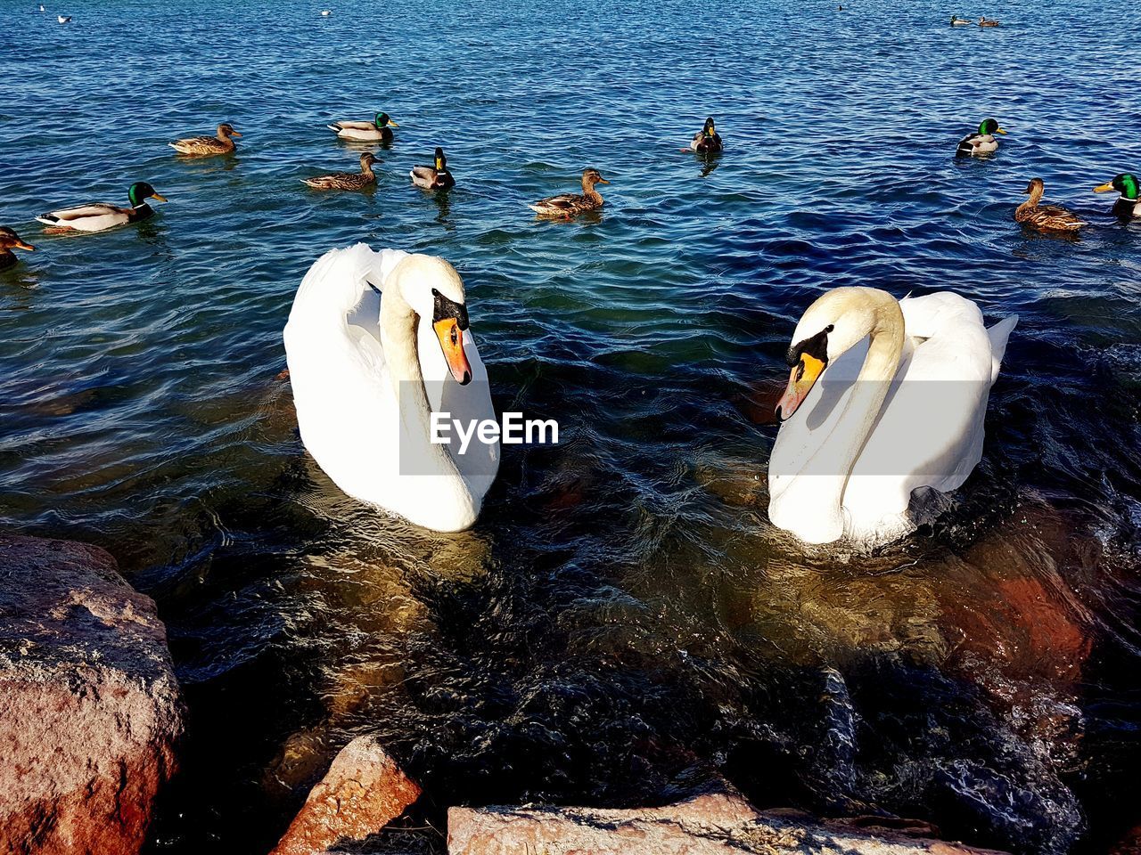 HIGH ANGLE VIEW OF SWANS FLOATING ON LAKE