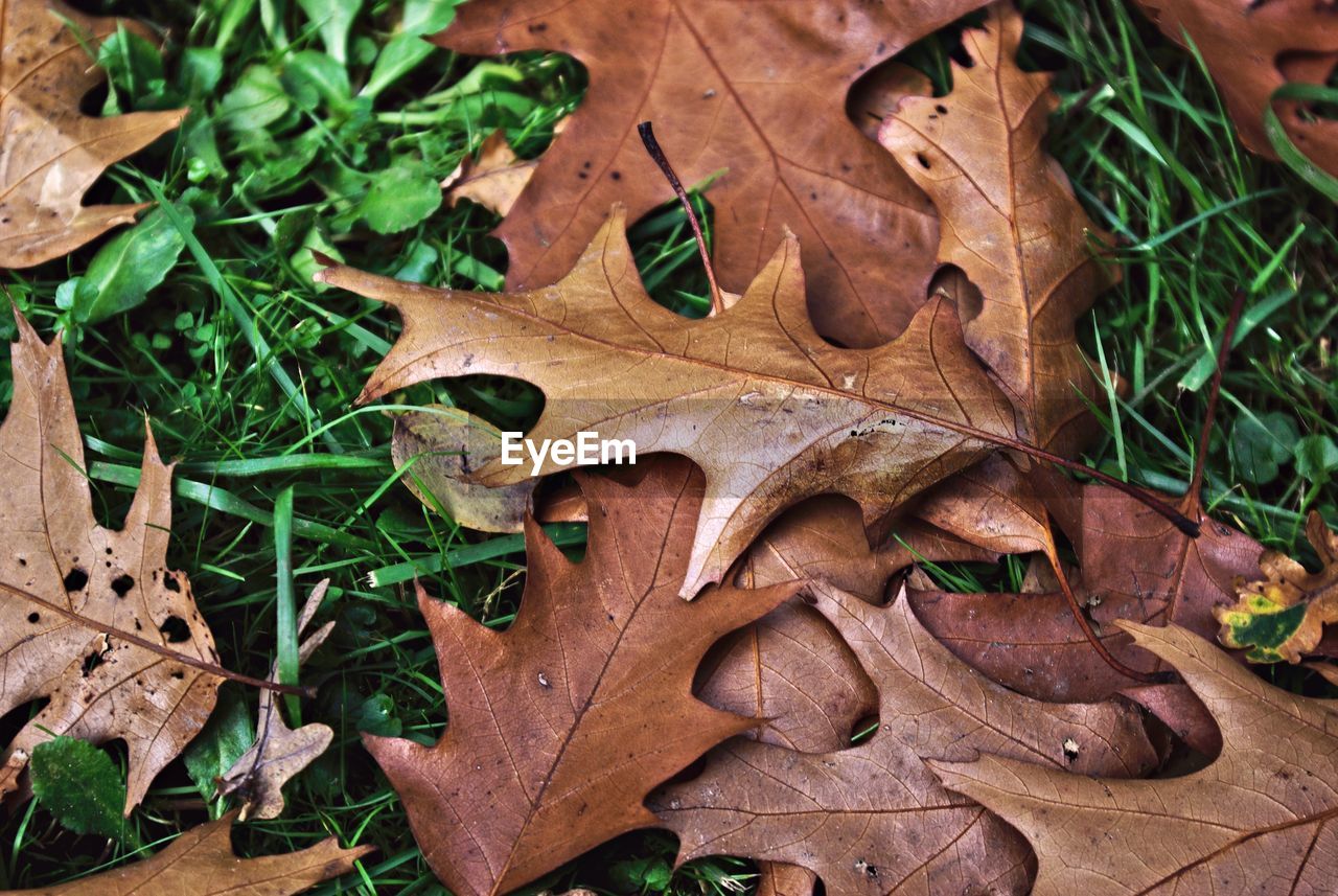 HIGH ANGLE VIEW OF AUTUMN LEAVES ON GROUND