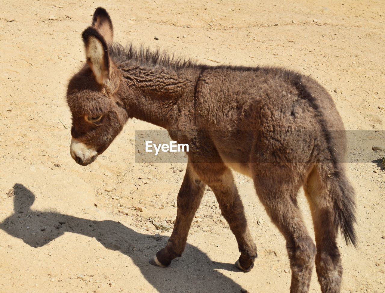 HORSE IN SAND