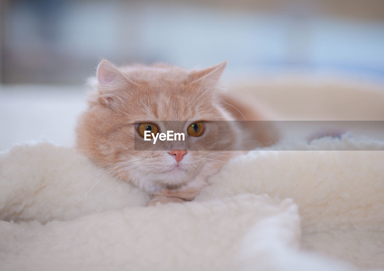 Ginger cat lying on the white blanket 