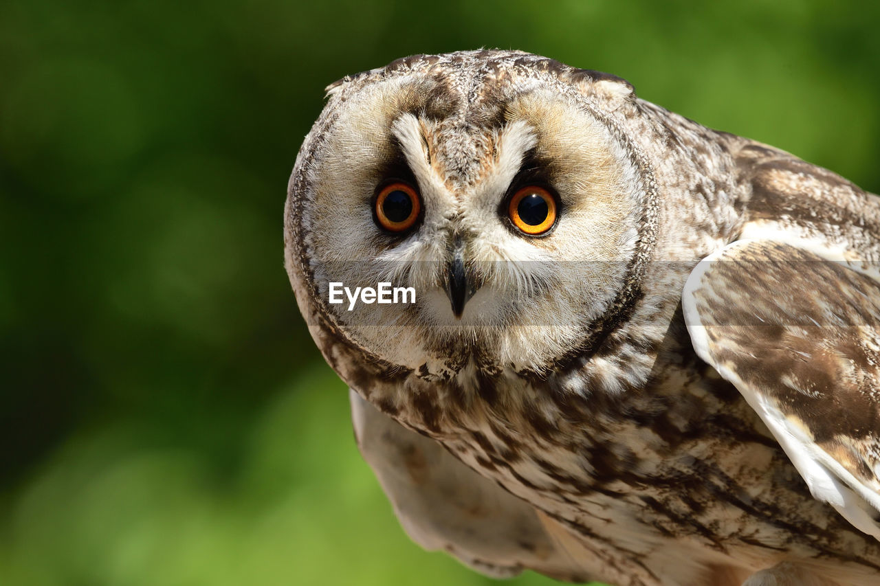 Close-up portrait of a long eared owl