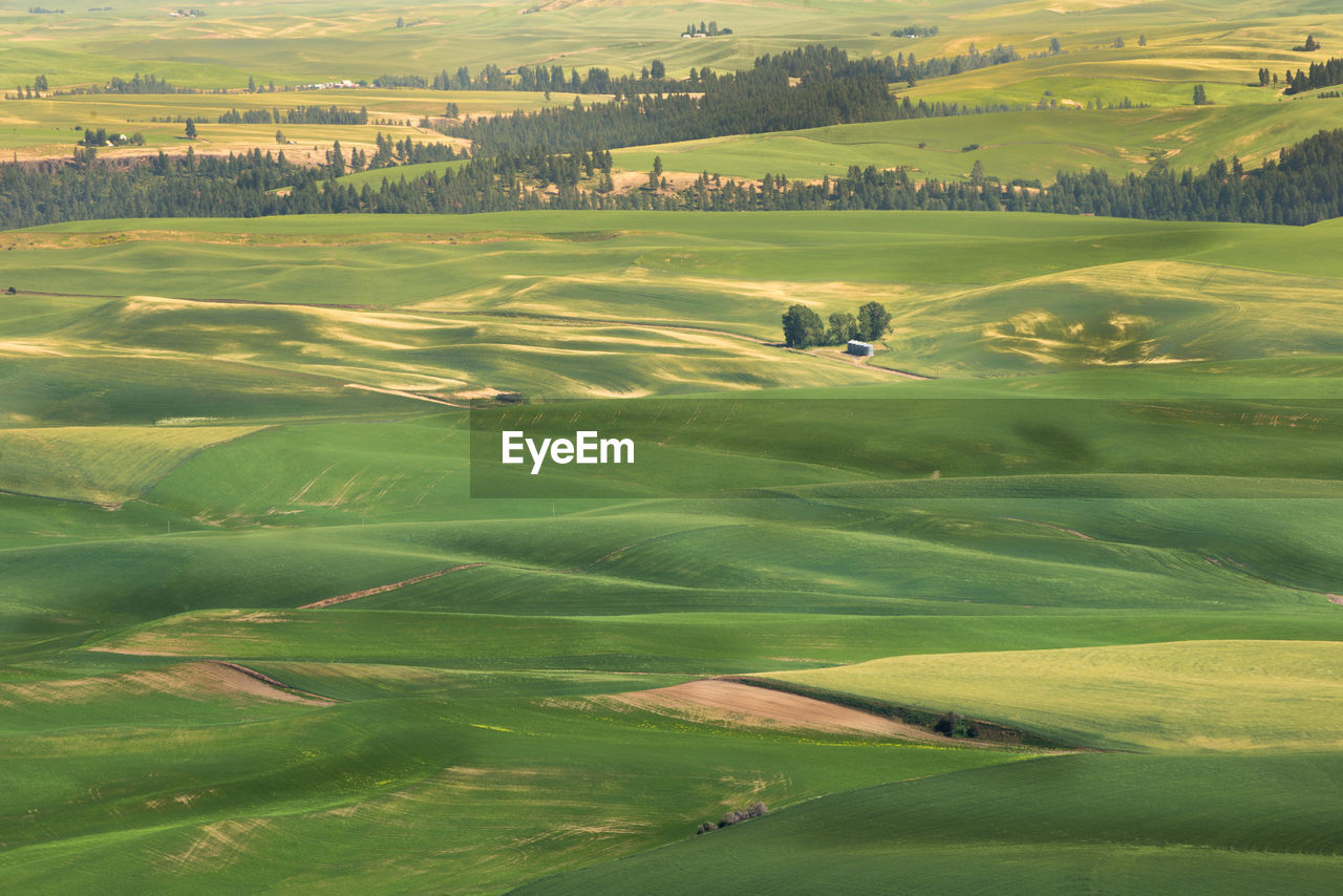 HIGH ANGLE VIEW OF GREEN LANDSCAPE