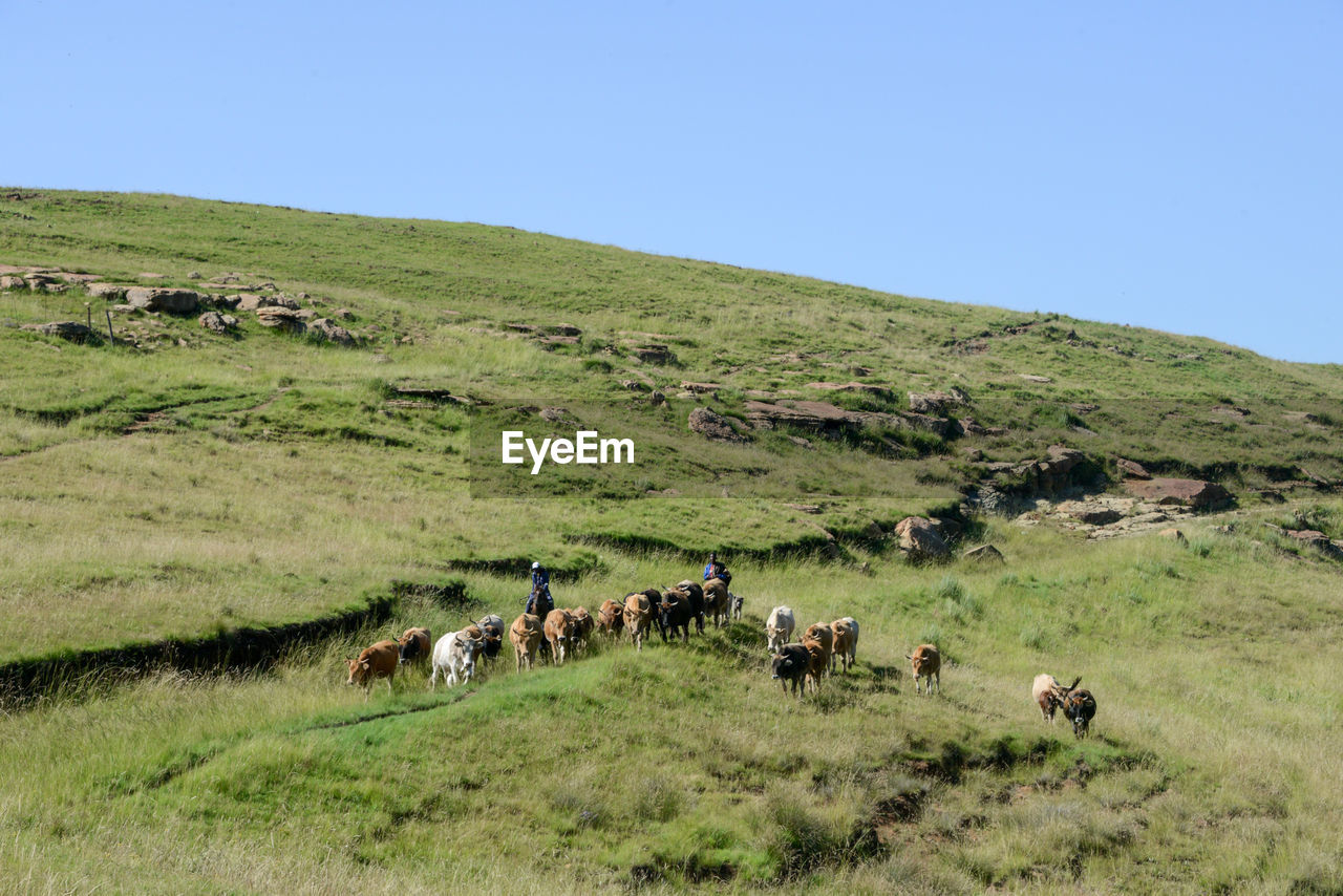 HORSES GRAZING ON GRASSY FIELD AGAINST CLEAR SKY