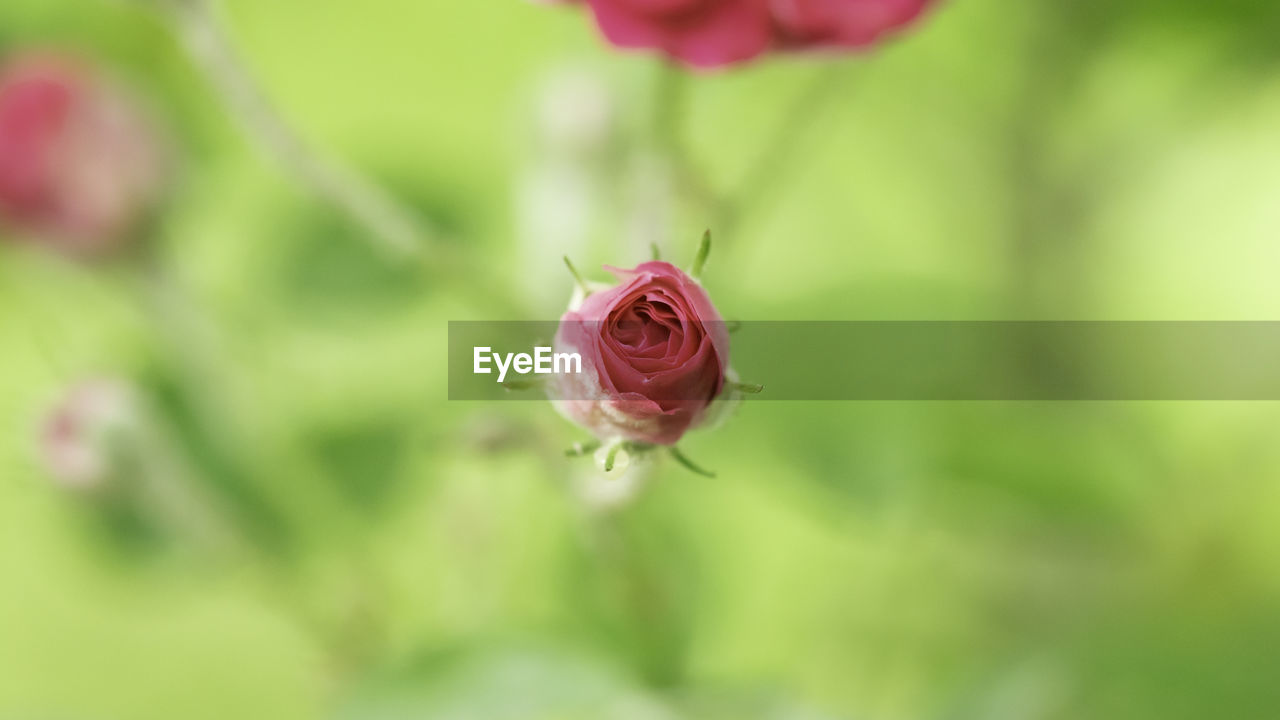 Close-up of pink rose