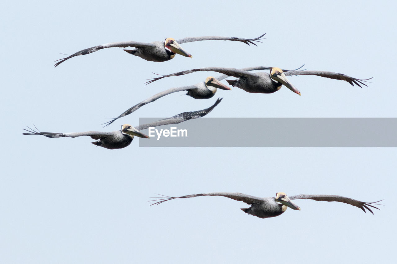 LOW ANGLE VIEW OF BIRD FLYING IN SKY