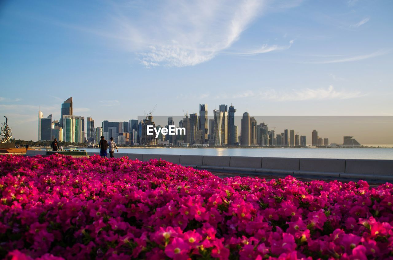 Full frame shot of pink flowers blooming in park