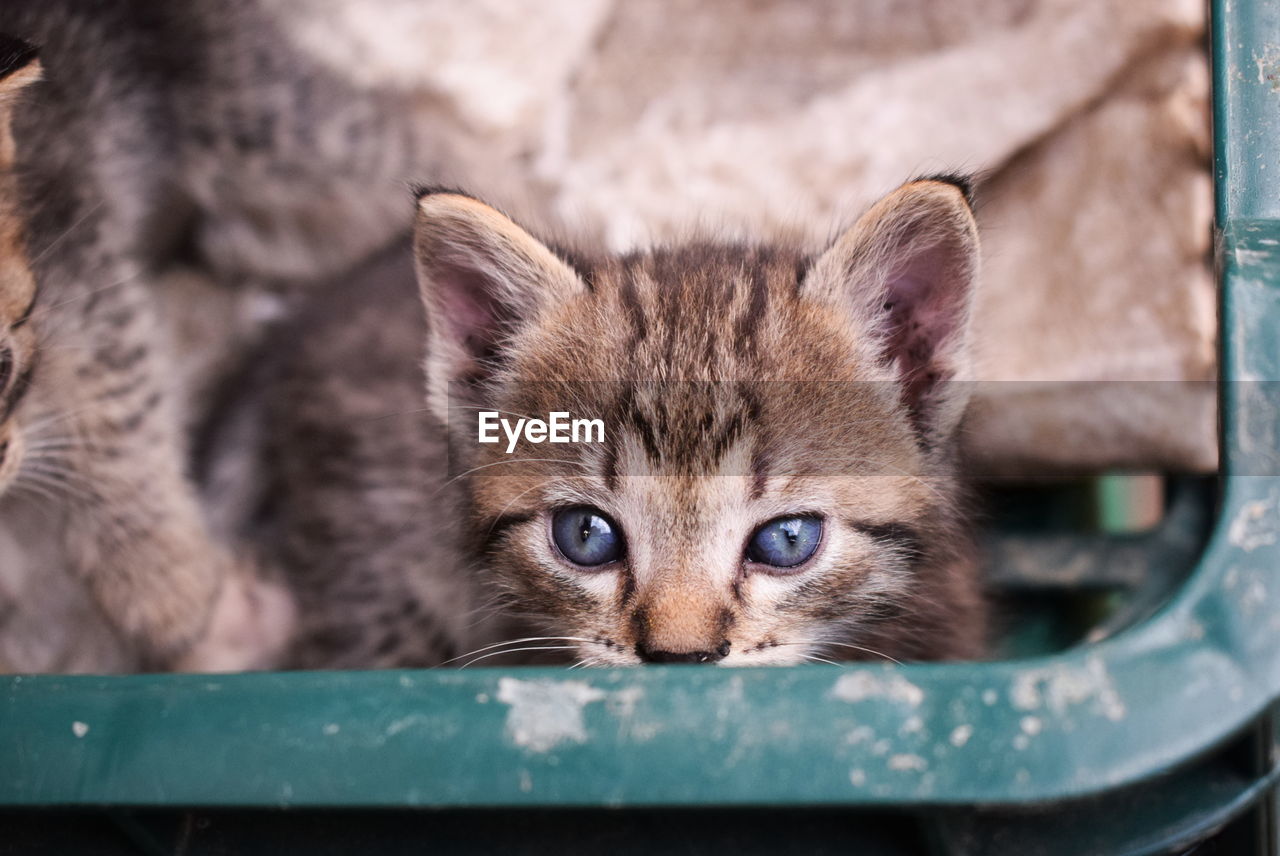 Close-up portrait of kitten