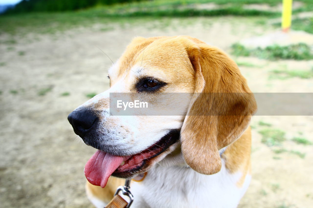 CLOSE-UP OF A DOG ON THE FIELD