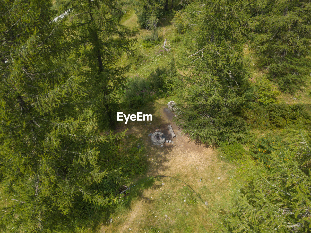 HIGH ANGLE VIEW OF BIRD AMIDST PLANTS ON LAND