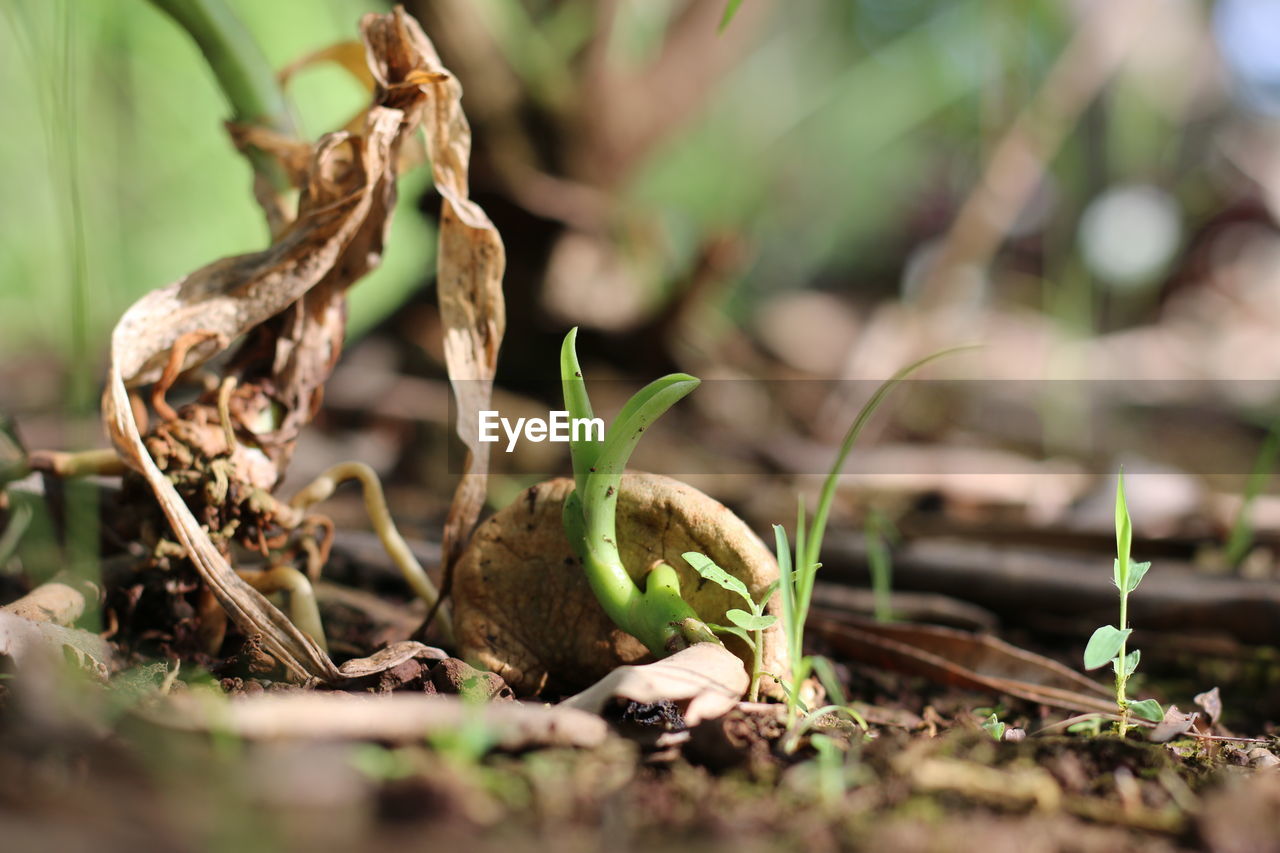 CLOSE-UP OF DEAD PLANT GROWING ON LAND