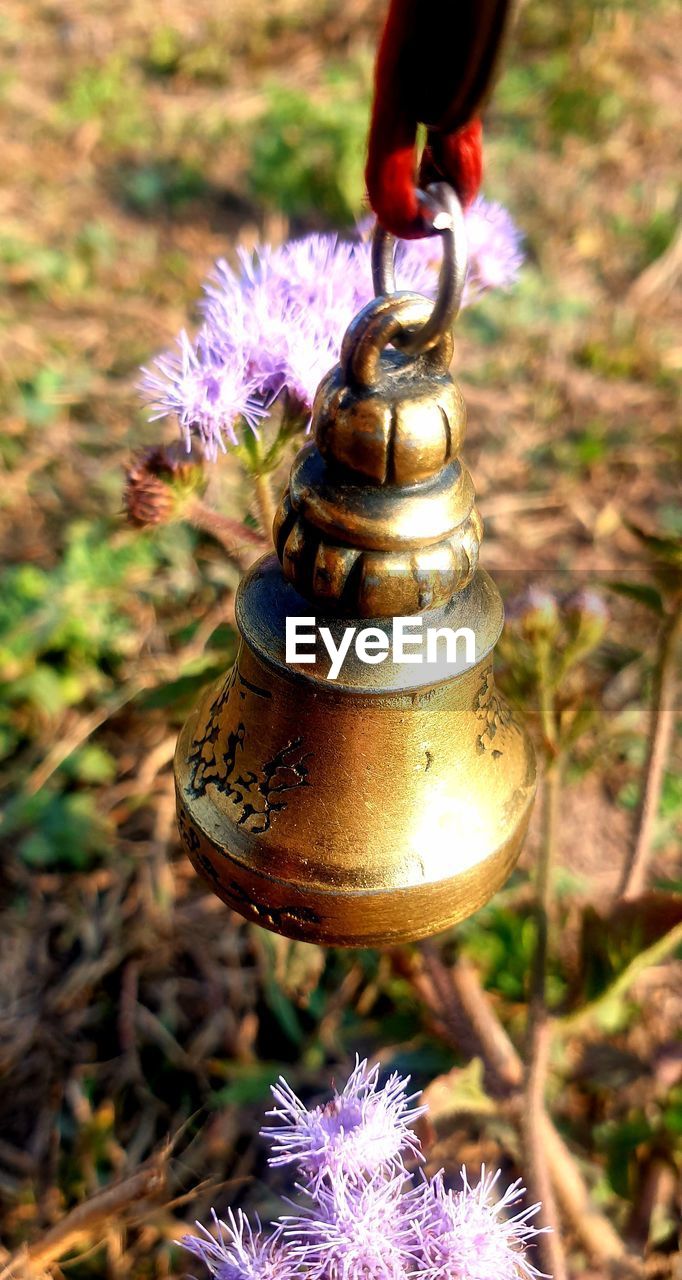 plant, flower, nature, focus on foreground, close-up, flowering plant, no people, day, autumn, outdoors, sunlight, metal