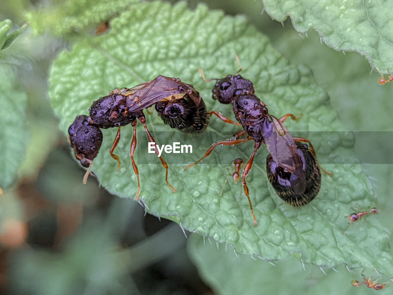 CLOSE-UP OF INSECT ON PURPLE FLOWER IN WATER