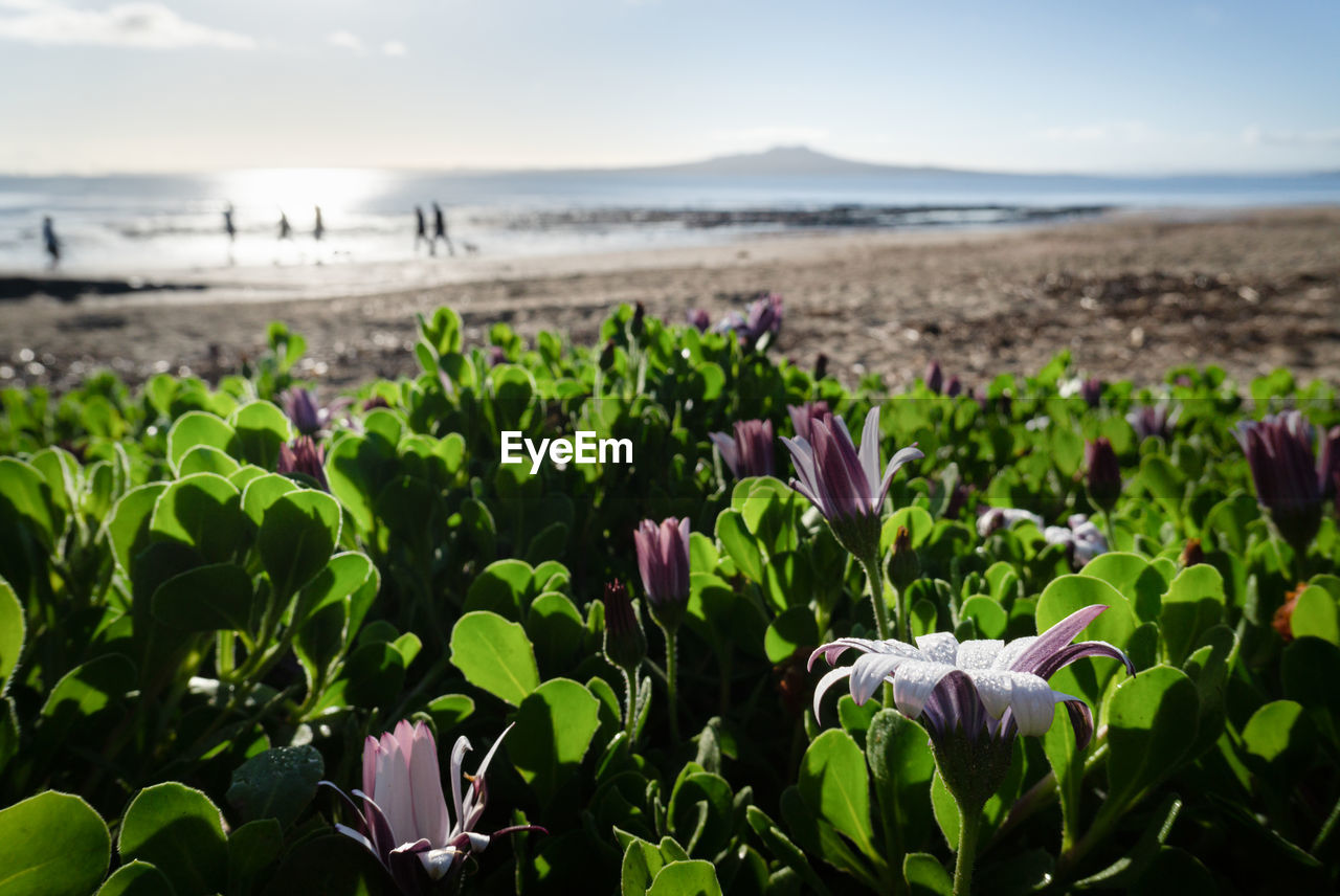 PURPLE FLOWERS ON BEACH AGAINST SEA