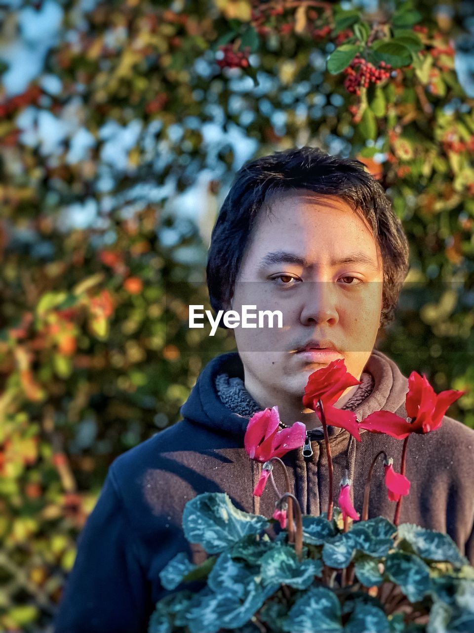 Young asian man with red flowering cyclamen plant against orange rowan berry trees.