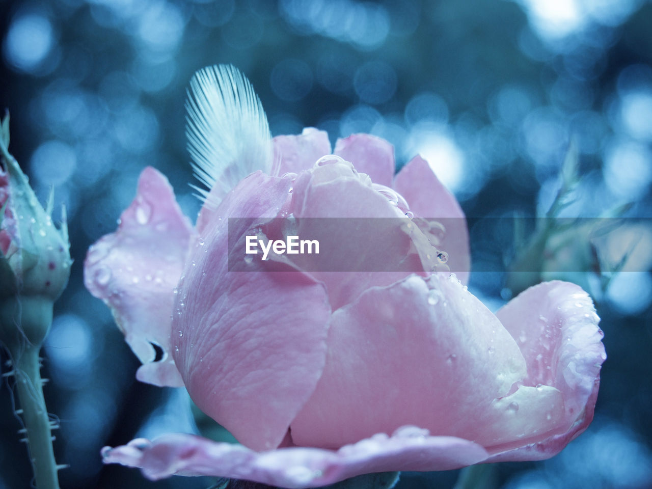 Close-up of pink flower blooming