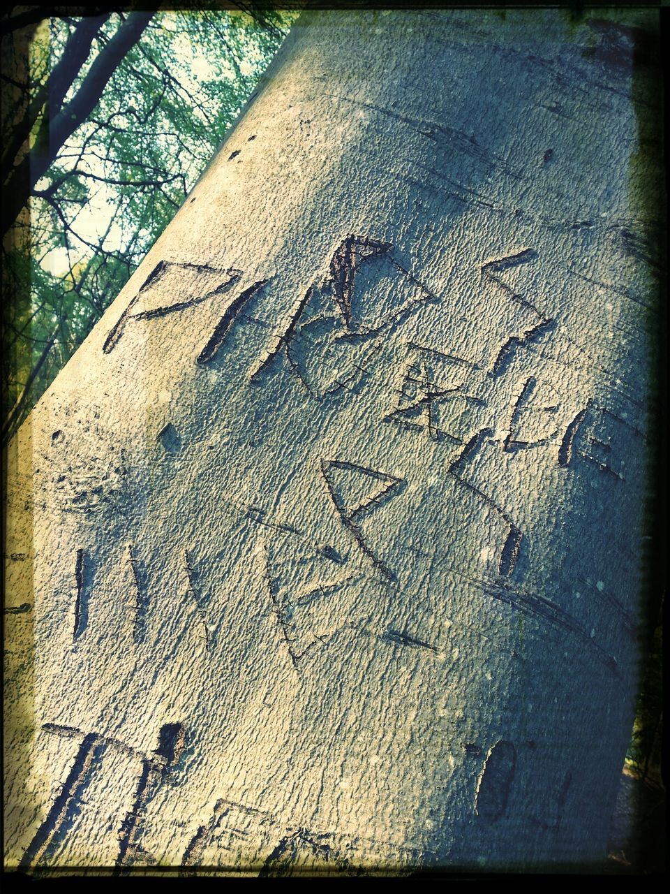 day, close-up, no people, outdoors, textured, communication, tree, nature