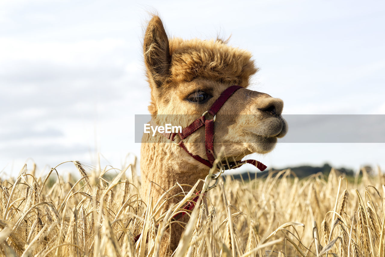 Portrait of alpaca standing in barley field