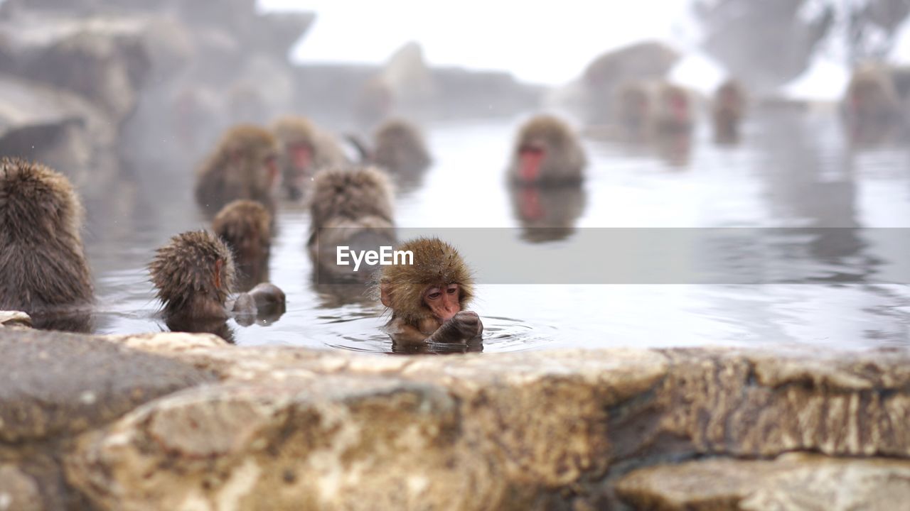 Monkeys in hot spring during winter
