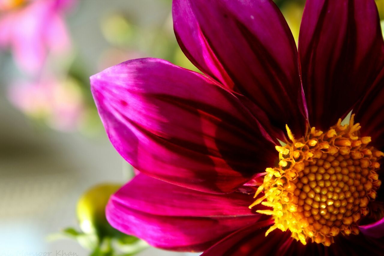 CLOSE-UP OF PINK FLOWER