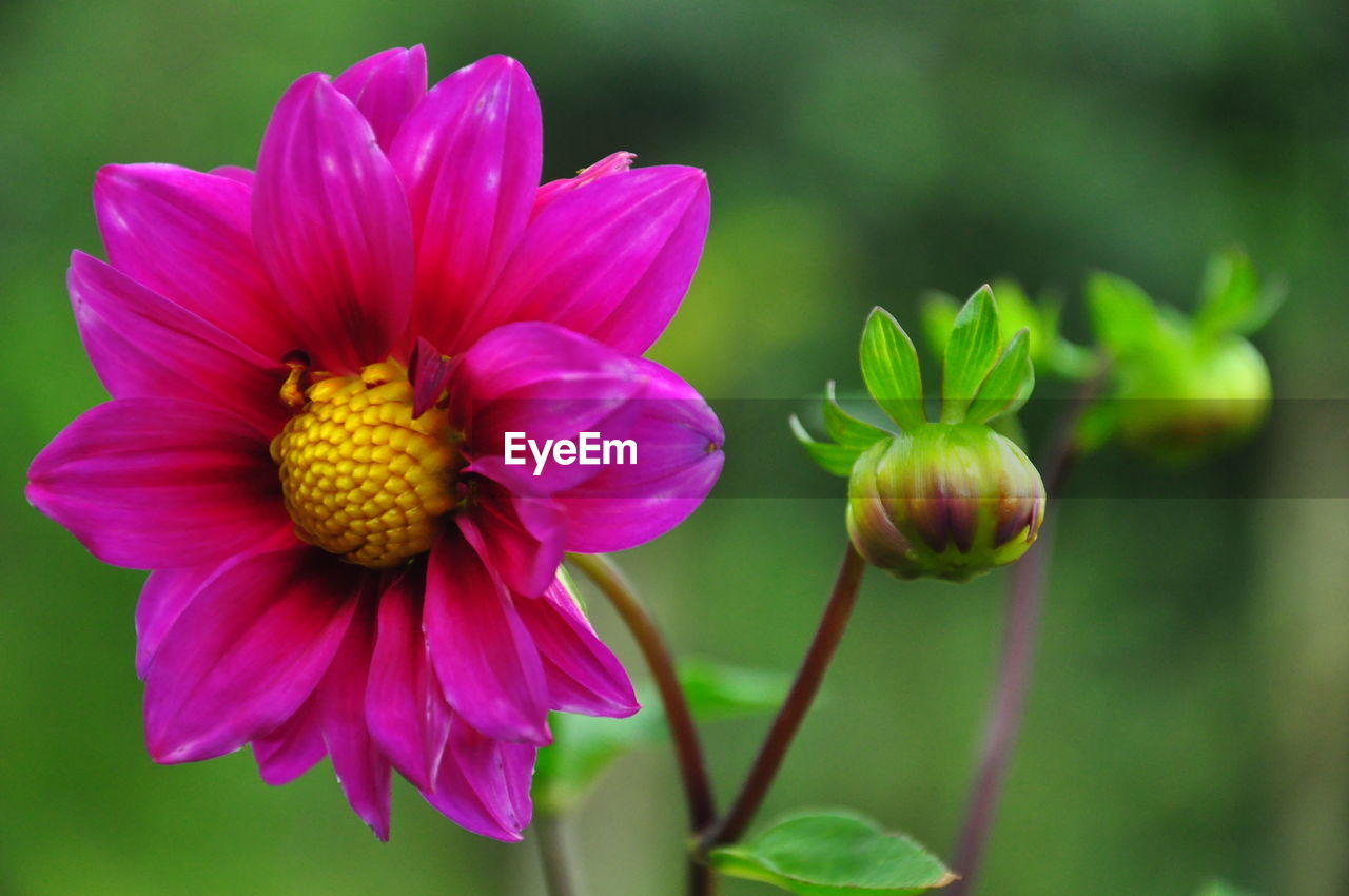 Close-up of pink flower