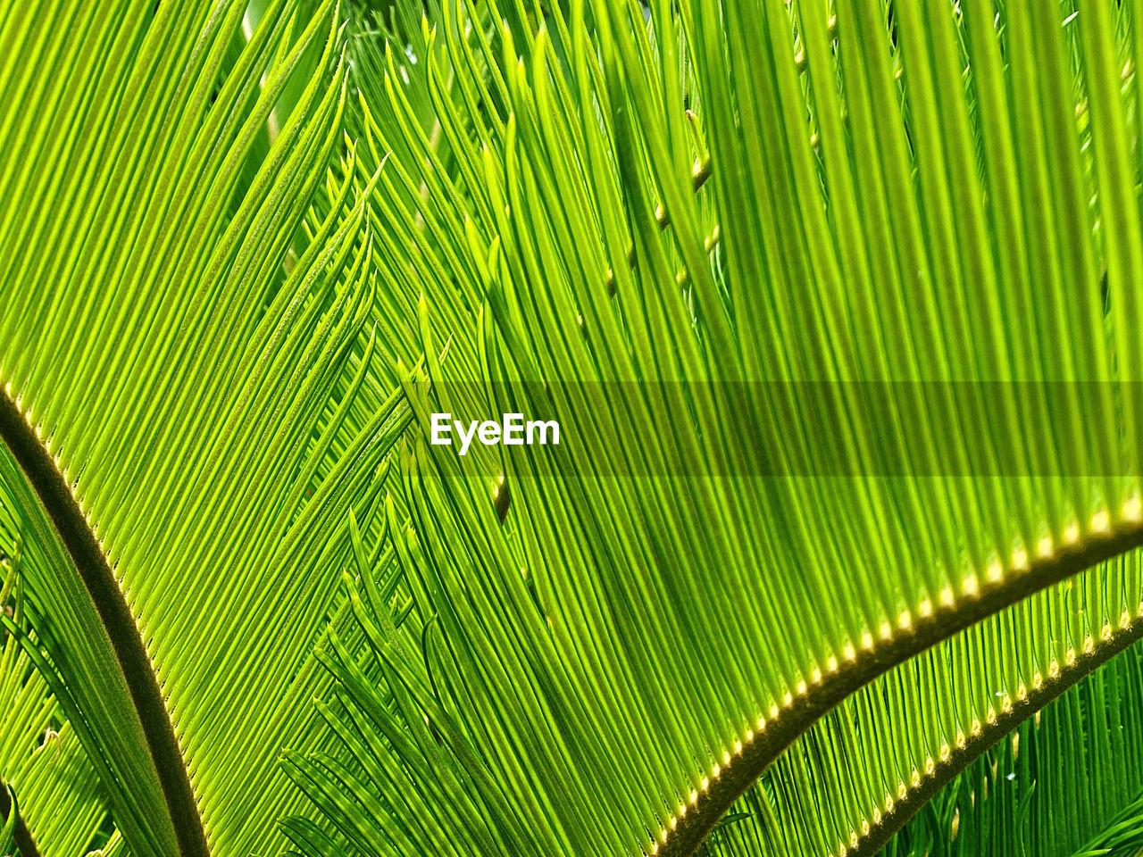 green, leaf, plant part, plant, palm tree, backgrounds, full frame, palm leaf, growth, beauty in nature, nature, no people, close-up, tropical climate, pattern, tree, flower, day, frond, sunlight, outdoors, freshness, textured, banana leaf, botany, grass, foliage, lush foliage, leaves, plant stem, yellow, environment