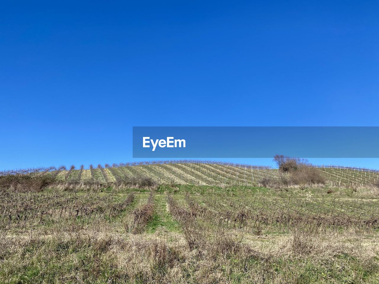 landscape, sky, blue, land, plant, grassland, environment, hill, prairie, natural environment, field, nature, plain, scenics - nature, plateau, steppe, clear sky, no people, soil, grass, agriculture, tranquility, rural scene, beauty in nature, tranquil scene, growth, copy space, horizon, day, outdoors, wilderness, non-urban scene, meadow, farm, tree, ridge, rural area, terrain, pasture, crop