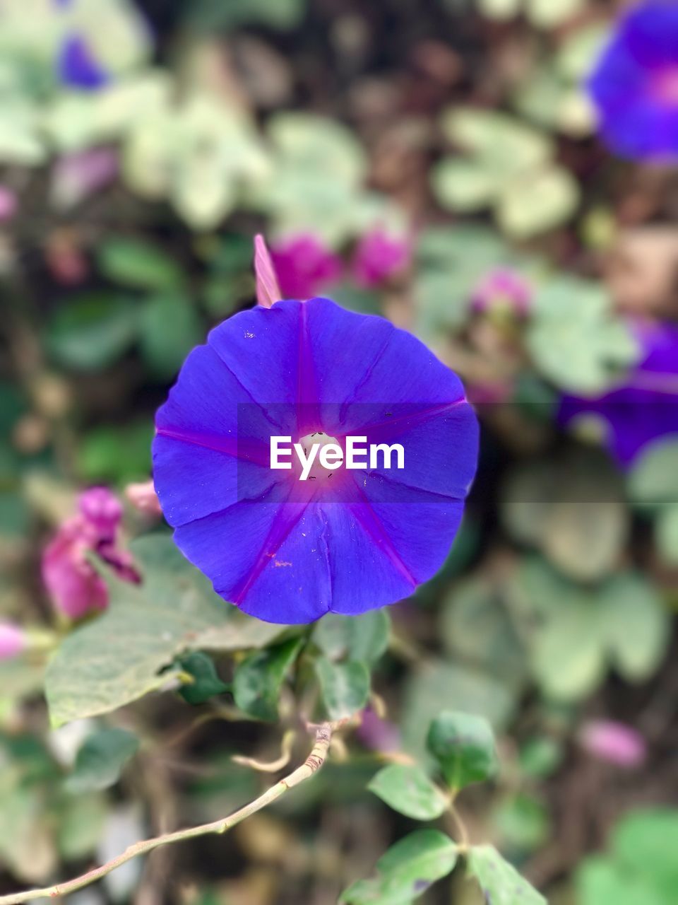 CLOSE-UP OF FLOWER BLOOMING OUTDOORS