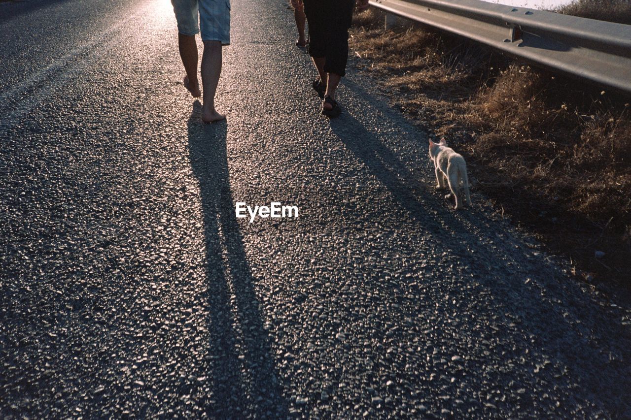 Low section of men with cat walking on road