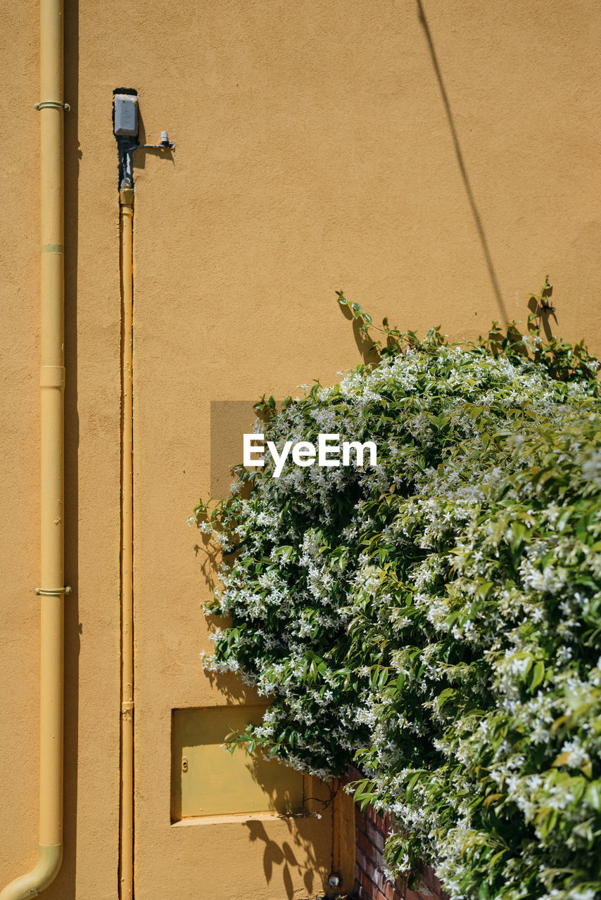 Potted plants against wall