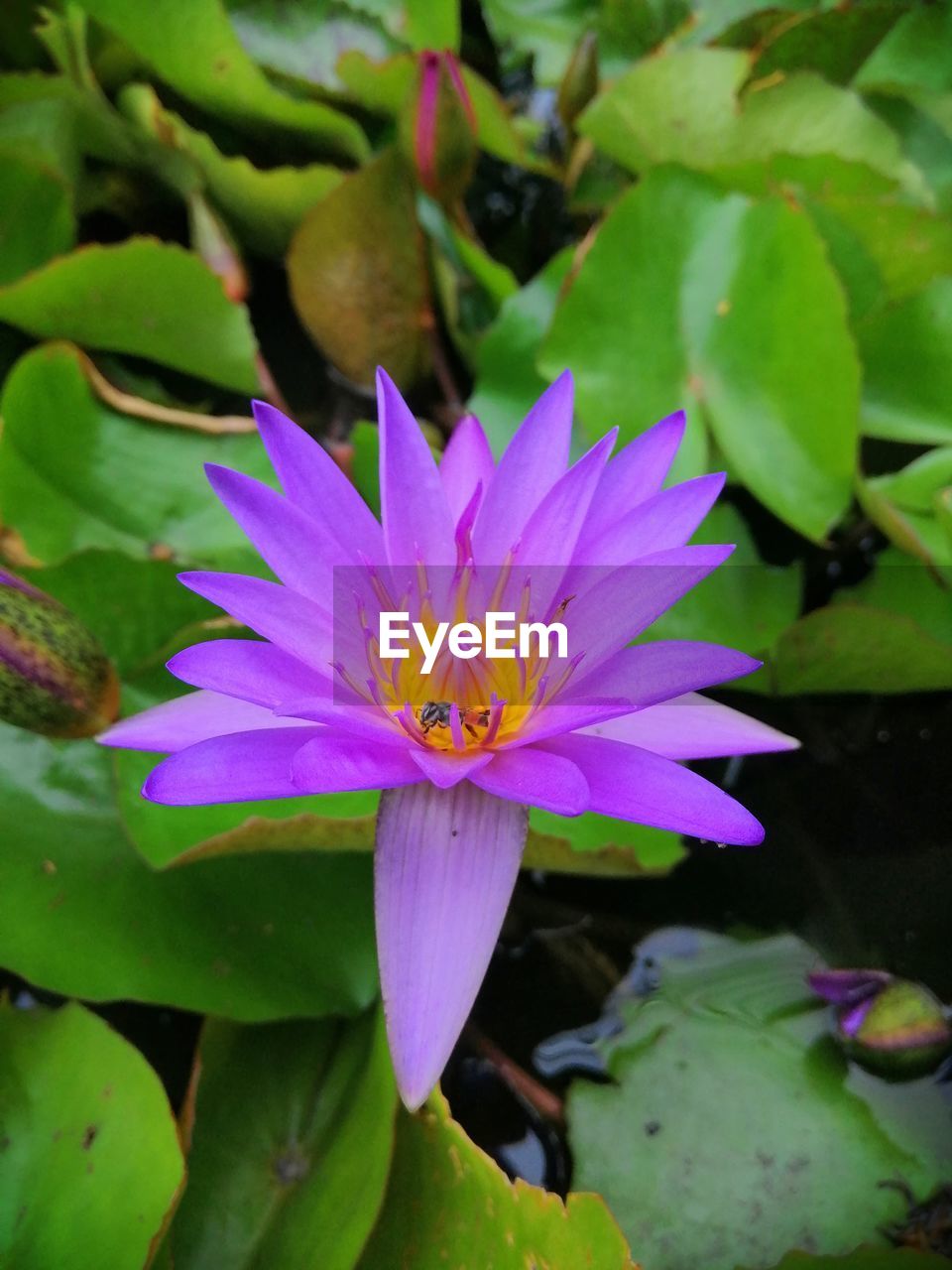 CLOSE-UP OF PINK WATER LILY IN LOTUS
