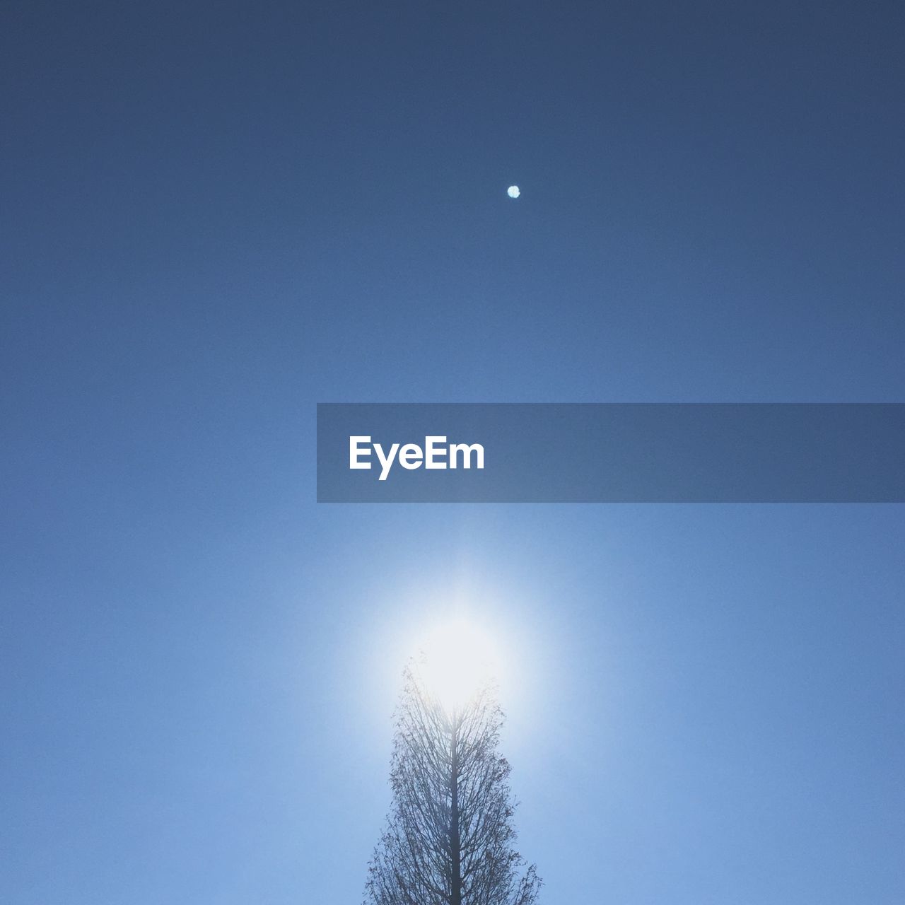 LOW ANGLE VIEW OF TREES AGAINST CLEAR SKY