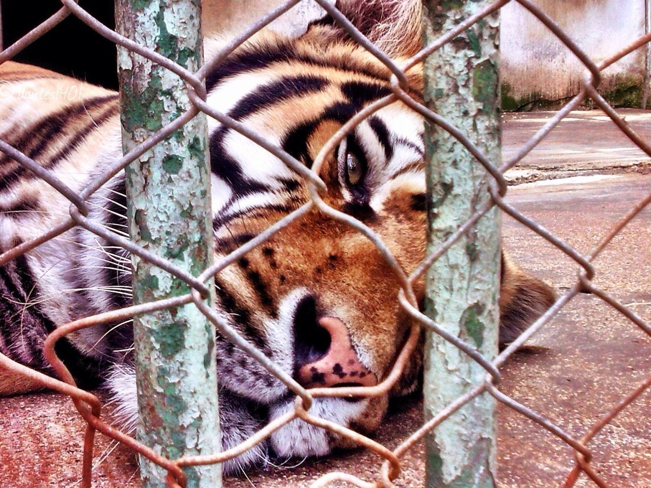Close-up portrait of tiger in cage in zoo