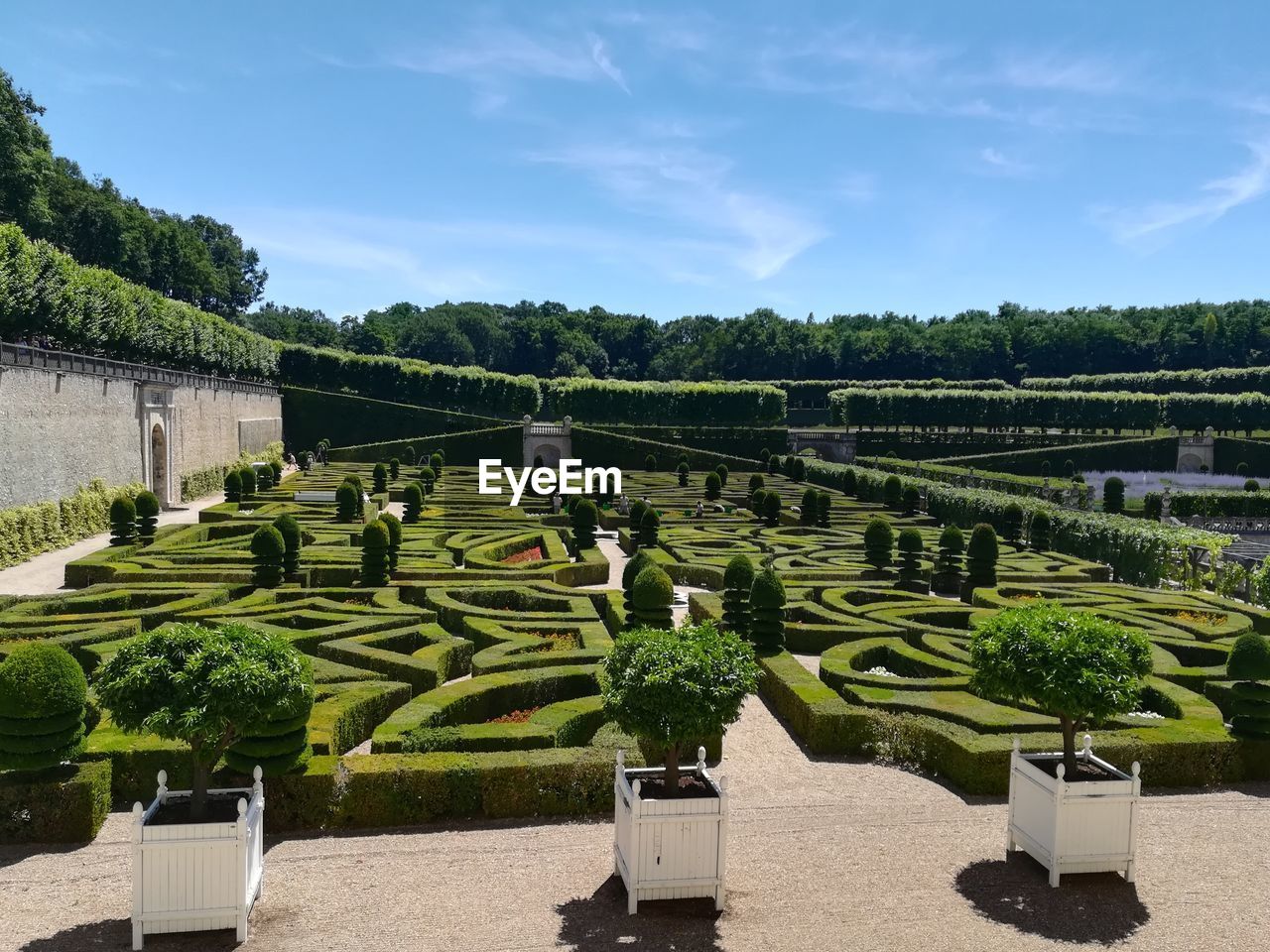 Plants in garden against sky