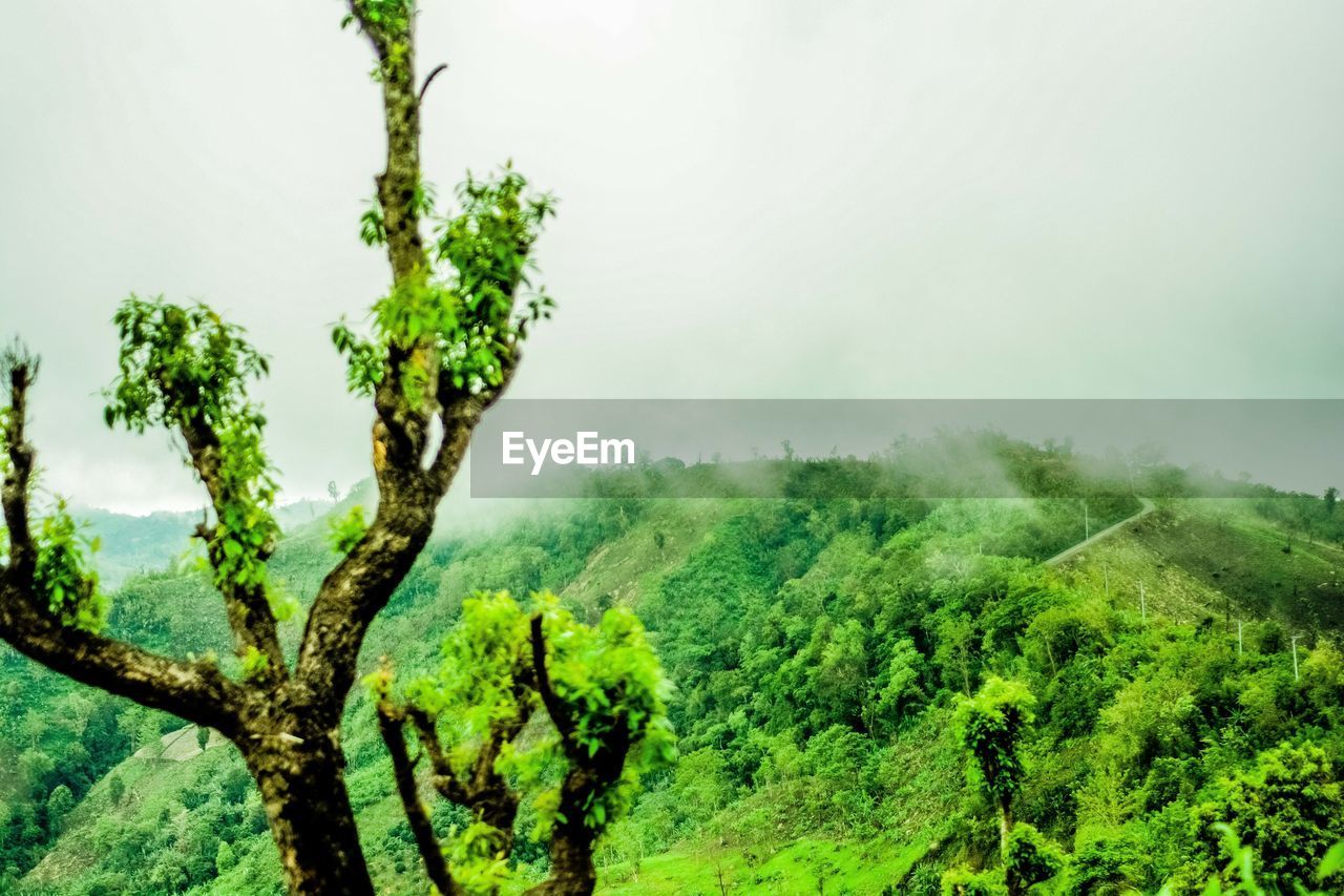 VIEW OF TREES ON LANDSCAPE