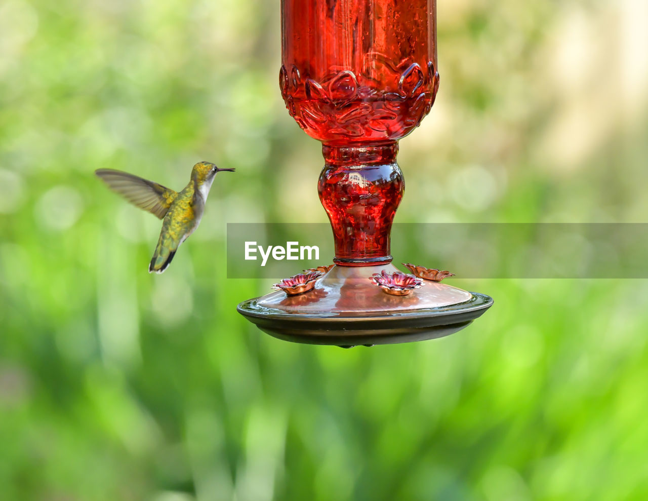 Tiny hummingbird at the feeder