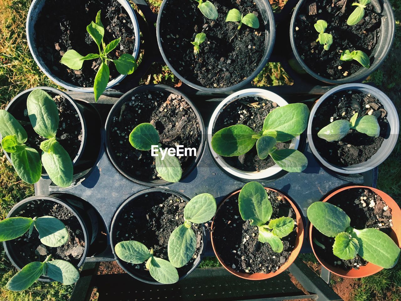 DIRECTLY ABOVE SHOT OF POTTED PLANTS IN GREENHOUSE