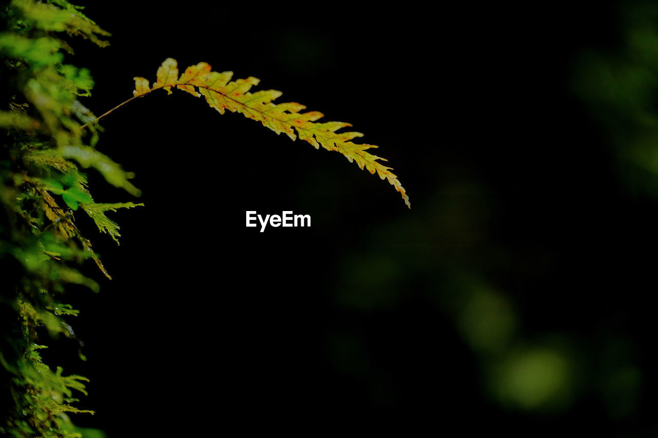 Close-up of fern against blurred background