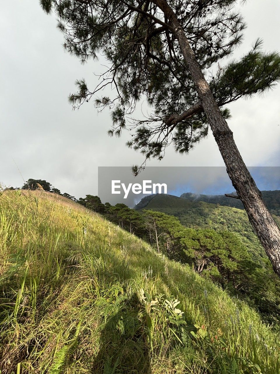 nature, plant, tree, water, beauty in nature, sky, cloud, environment, land, scenics - nature, landscape, no people, reflection, tranquility, forest, travel, green, outdoors, day, leaf, travel destinations, non-urban scene, mountain, tourism, tranquil scene, pinaceae, sunlight, coniferous tree, growth, pine tree
