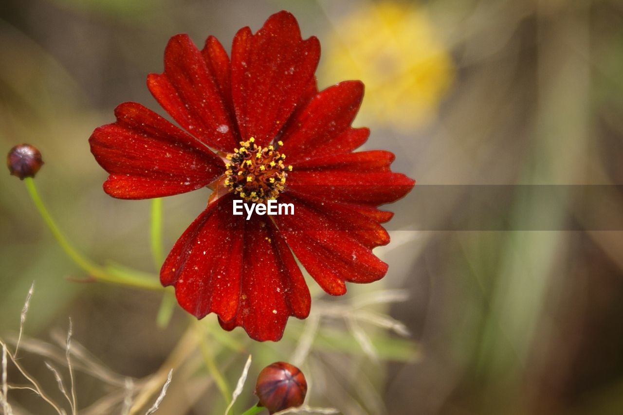 Close up of red flower