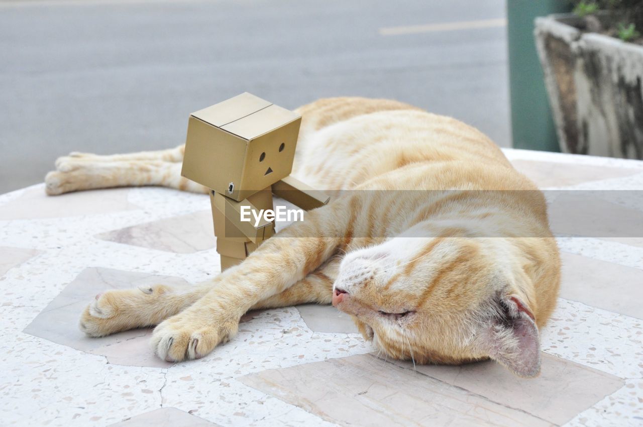 CAT LYING ON A FOOTPATH