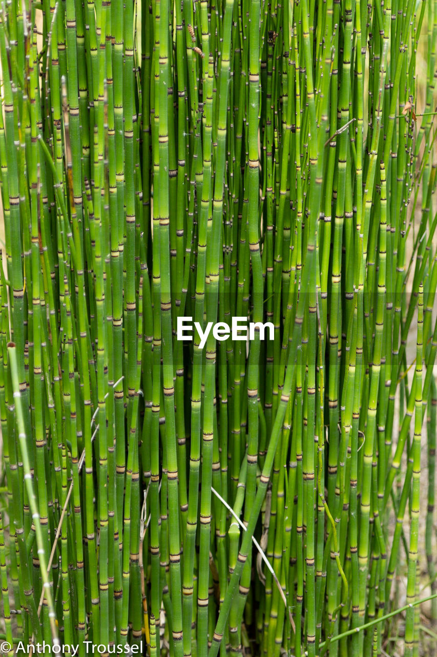 FULL FRAME SHOT OF BAMBOO PLANTS