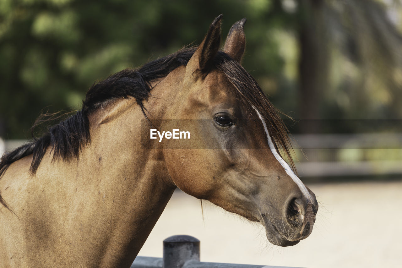 CLOSE-UP OF A HORSE IN THE RANCH