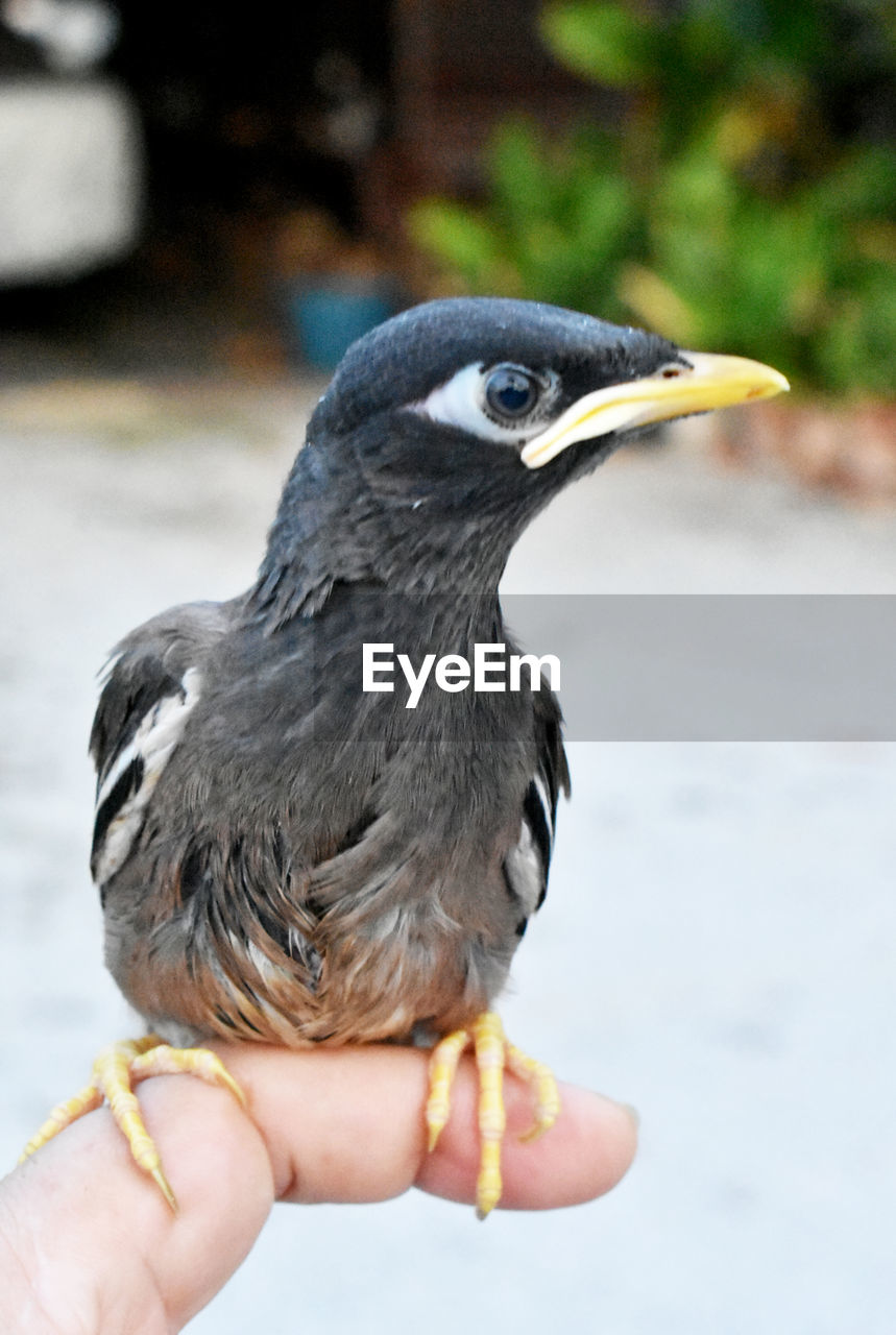 CLOSE-UP OF HAND HOLDING BIRD AGAINST BLURRED BACKGROUND