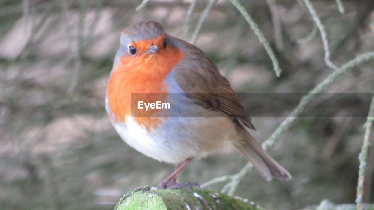 CLOSE-UP OF BIRD PERCHING ON LEAF