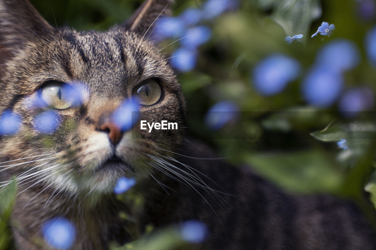 animal, animal themes, cat, pet, mammal, one animal, domestic cat, feline, domestic animals, animal body part, small to medium-sized cats, wild cat, close-up, whiskers, felidae, no people, portrait, eye, animal head, plant, animal eye, nature, carnivore