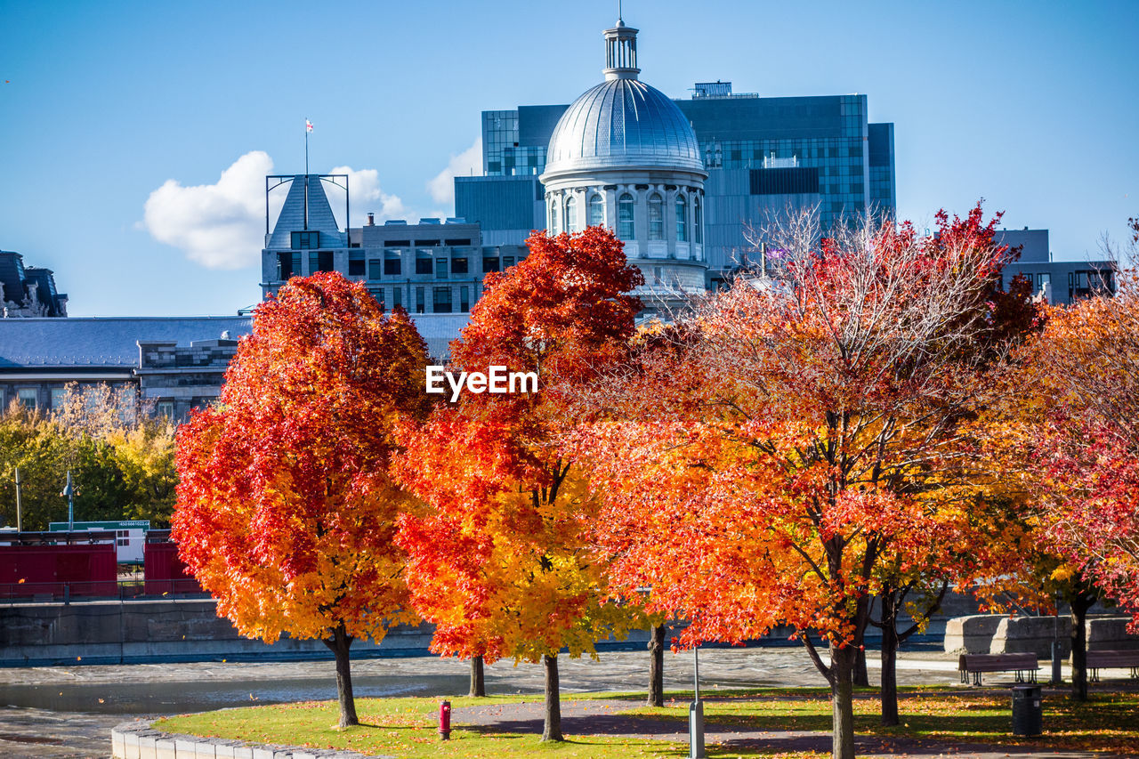 Autumn trees and buildings in city