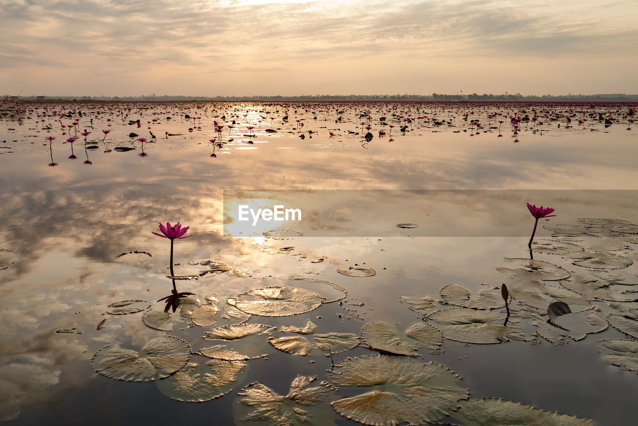 WATER LILY IN LAKE AGAINST SKY