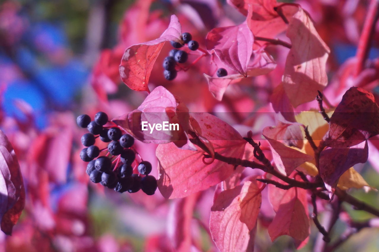 Close-up of red berries on tree