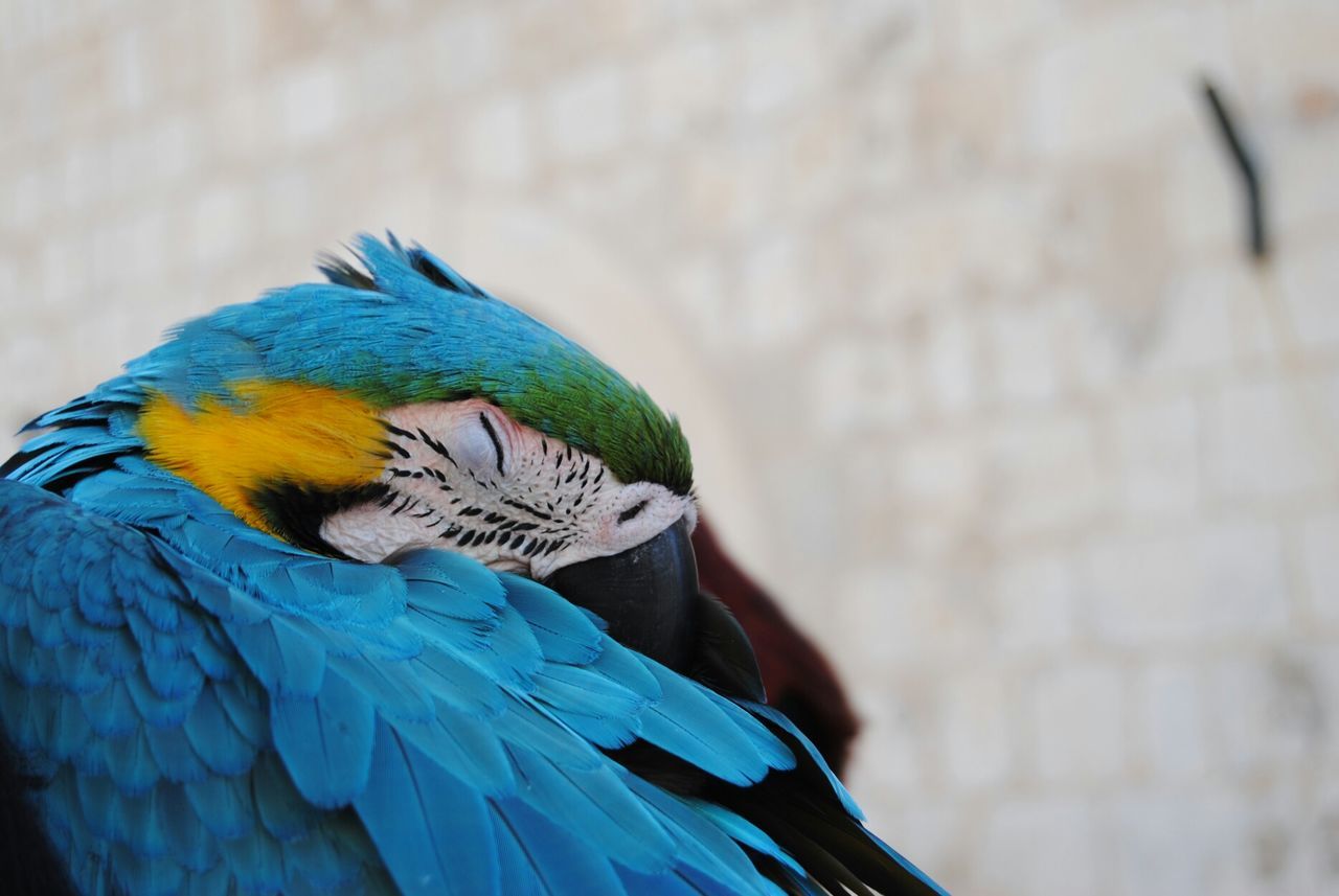 Close-up of blue parrot perching on wood