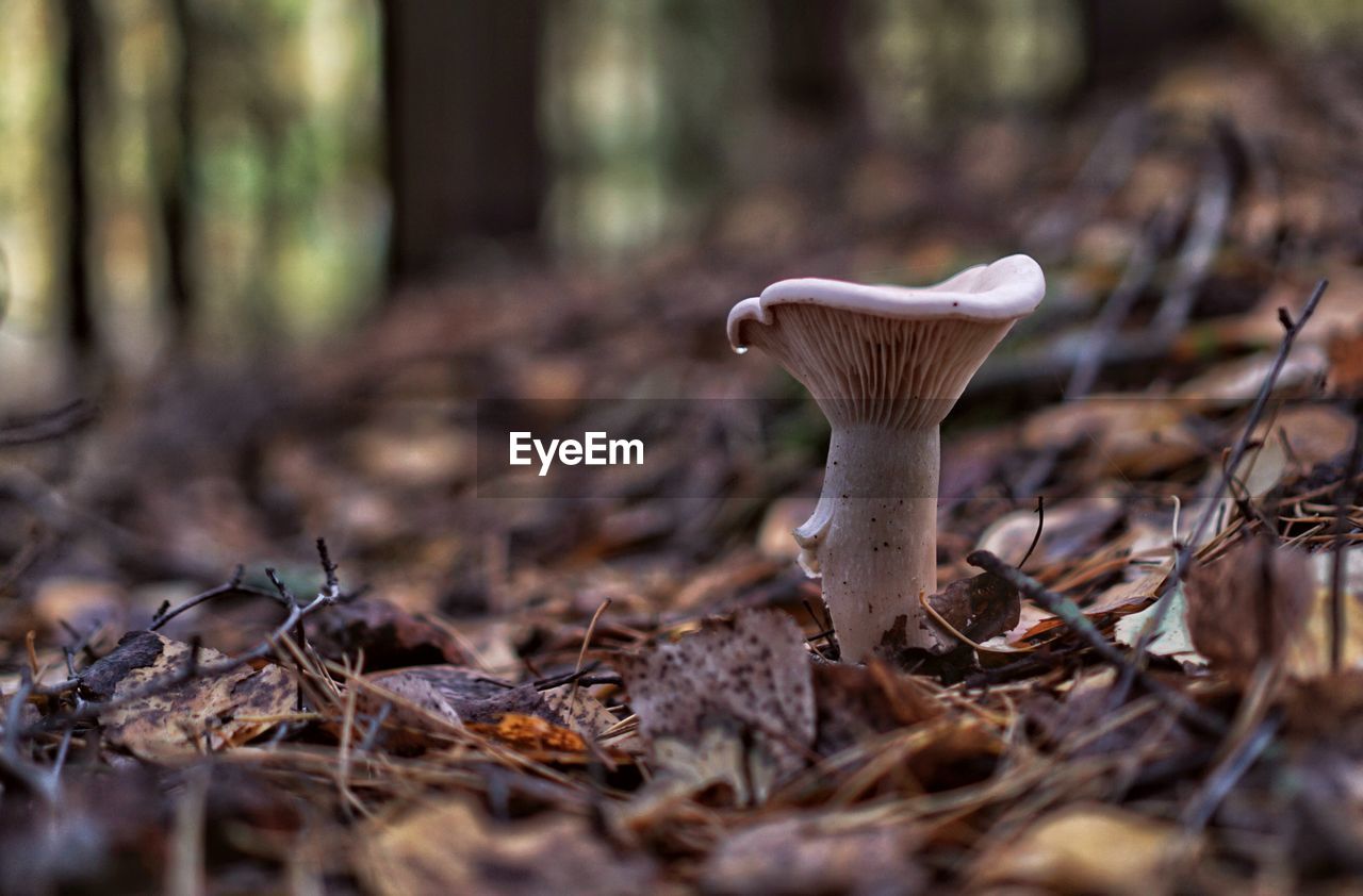 CLOSE-UP OF MUSHROOM GROWING IN FOREST